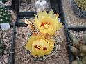 Hamatocactus sedispinus